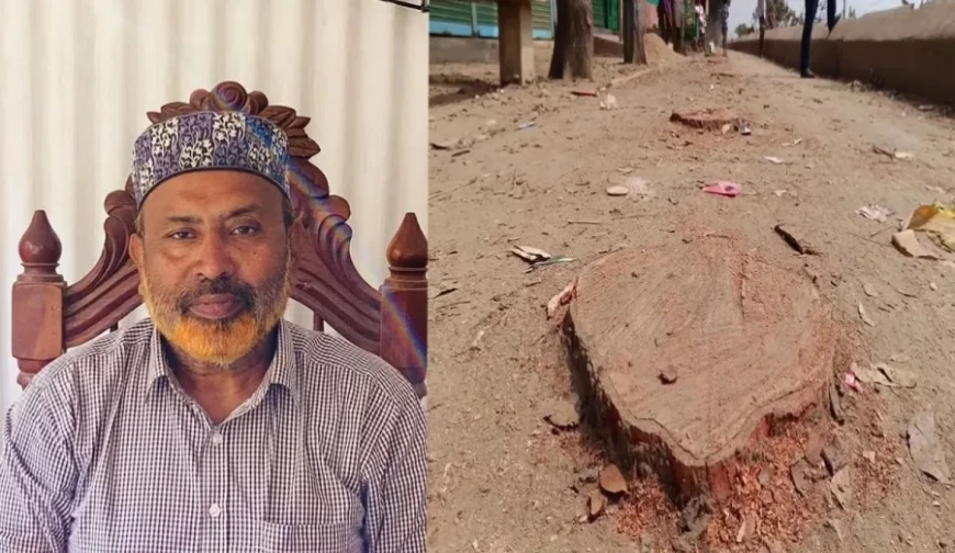 বিএনপি নেতার গাড়ি প্রবেশের জায়গা করতে কাটা হলো বেড়িবাঁধের ২০ গাছ